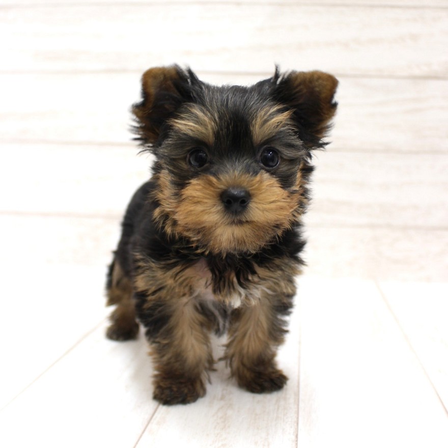 千葉県のヨークシャーテリア (ペピカファミリー松戸店/2025年9月20日生まれ/男の子/スチールブルータン)の子犬の1枚目の画像