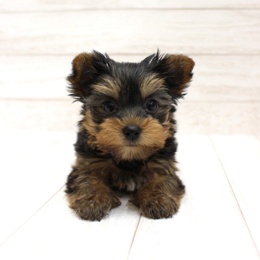 千葉県のヨークシャーテリア (ペピカファミリー松戸店/2025年9月20日生まれ/男の子/スチールブルータン)の子犬の2枚目の画像