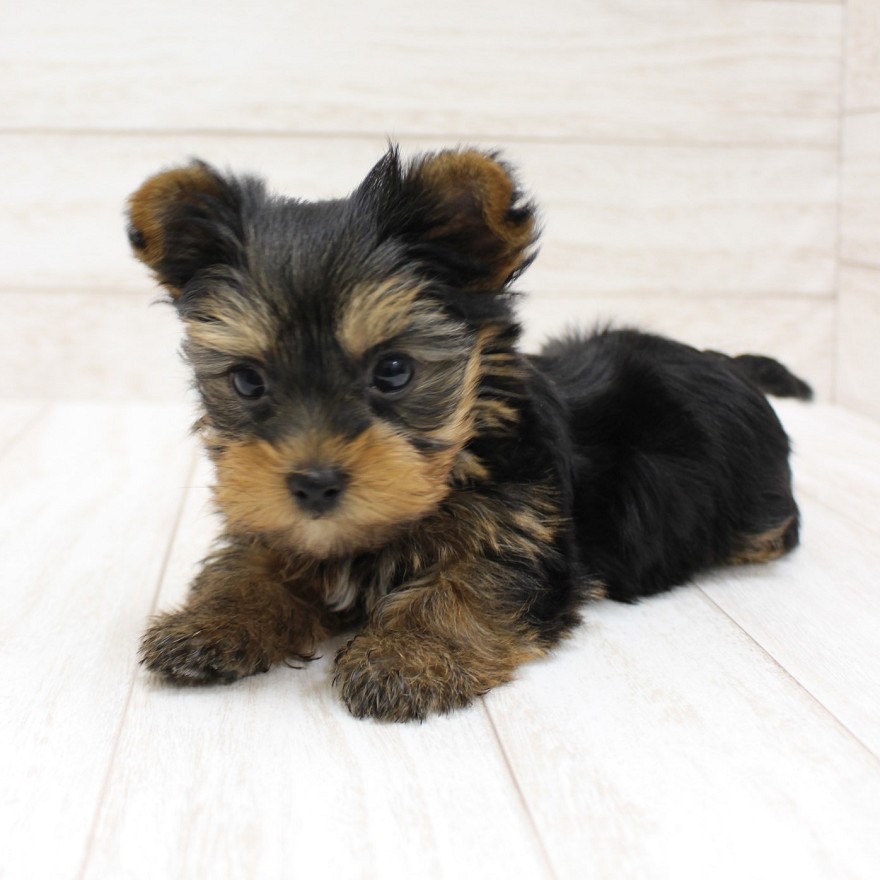 千葉県のヨークシャーテリア (ペピカファミリー松戸店/2025年9月20日生まれ/男の子/スチールブルータン)の子犬の3枚目の画像