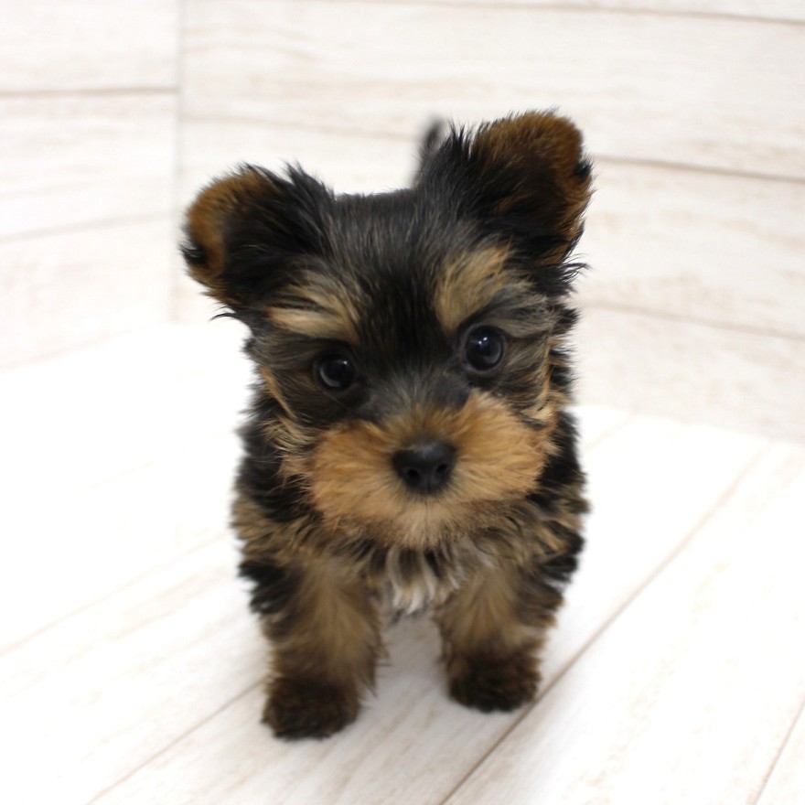 千葉県のヨークシャーテリア (ペピカファミリー松戸店/2025年9月20日生まれ/男の子/スチールブルータン)の子犬の4枚目の画像