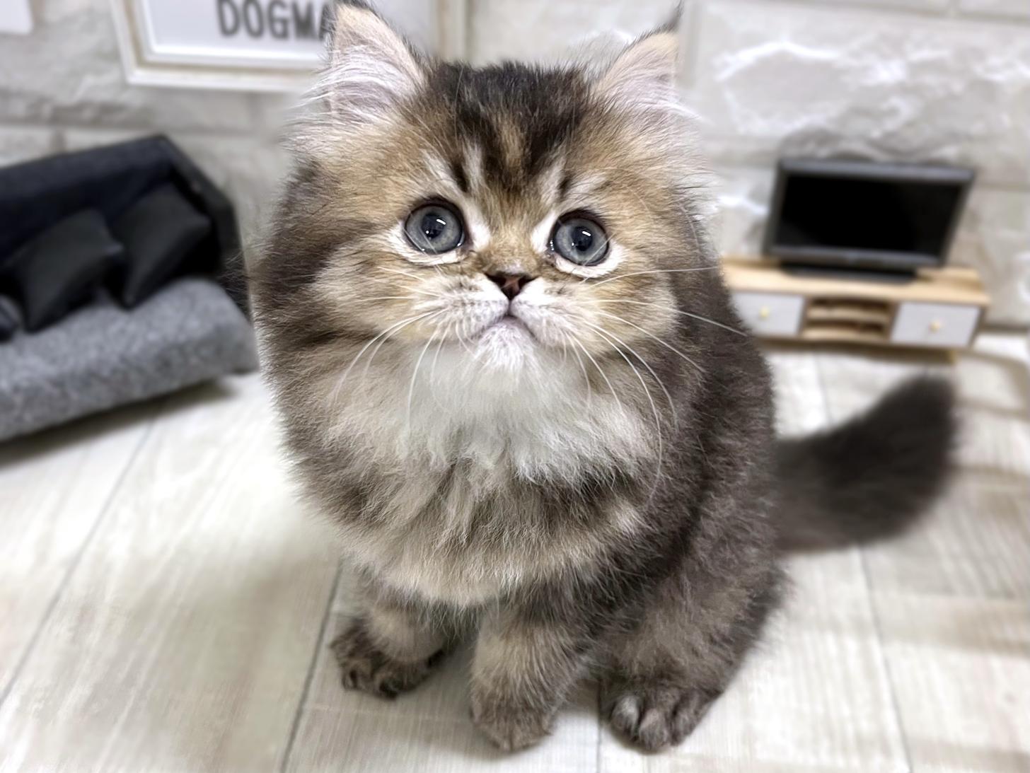 和歌山県のスコティッシュフォールド (DOGMAN和歌山店/2026年2月14日生まれ/女の子/ゴールデンシェーデッド)の子猫の1枚目の画像