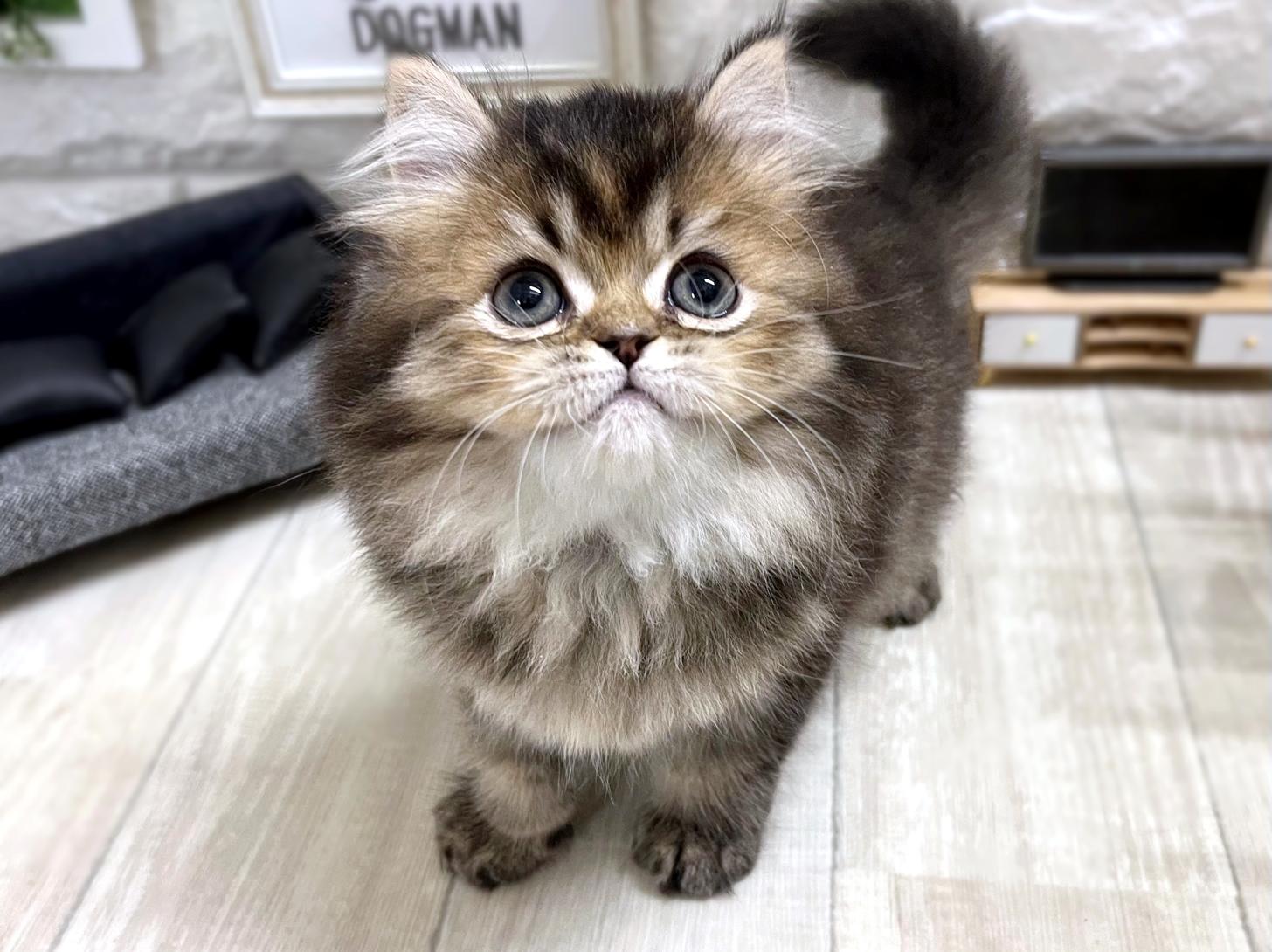 和歌山県のスコティッシュフォールド (DOGMAN和歌山店/2026年2月14日生まれ/女の子/ゴールデンシェーデッド)の子猫の2枚目の画像