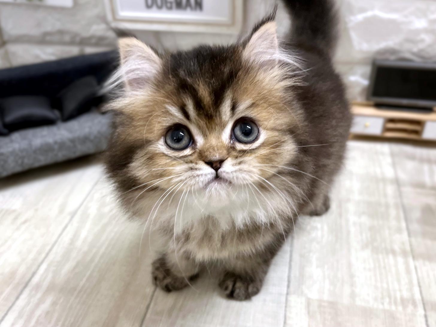 和歌山県のスコティッシュフォールド (DOGMAN和歌山店/2026年2月14日生まれ/女の子/ゴールデンシェーデッド)の子猫の3枚目の画像