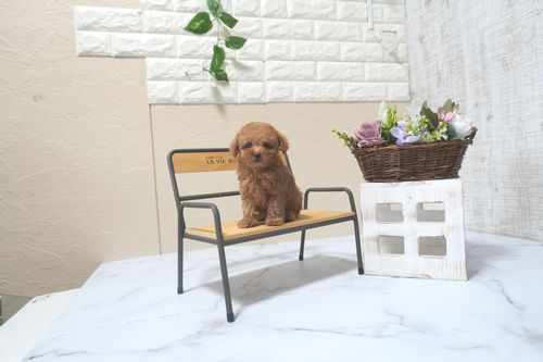 滋賀県のトイプードル(トイ) (いっぷく湖南店/2025年9月7日生まれ/女の子/レッドフォーン)の子犬の1枚目の画像