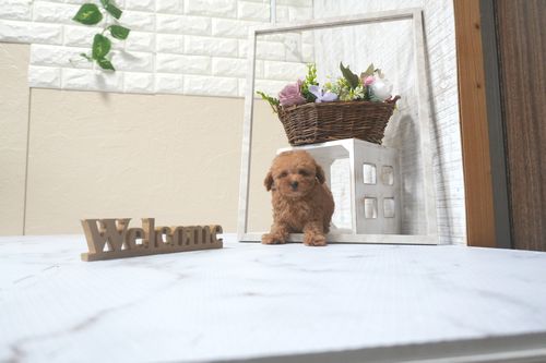 滋賀県のトイプードル(トイ) (いっぷく湖南店/2025年9月7日生まれ/女の子/レッドフォーン)の子犬の2枚目の画像