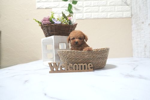 滋賀県のトイプードル(トイ) (いっぷく湖南店/2025年9月7日生まれ/女の子/レッドフォーン)の子犬の3枚目の画像