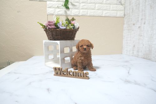 滋賀県のトイプードル(トイ) (いっぷく湖南店/2025年9月7日生まれ/女の子/レッドフォーン)の子犬の4枚目の画像