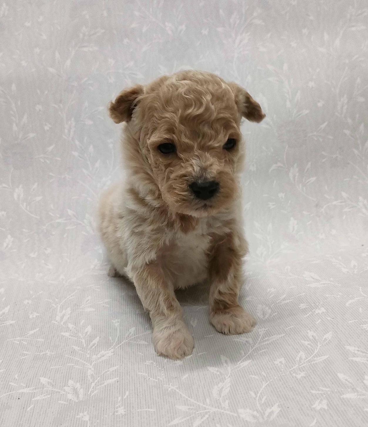 群馬県のマルプー(マルチーズ×プードル) (ペットハウステレサ/2026年1月23日生まれ/男の子/クリーム)の子犬の1枚目の画像