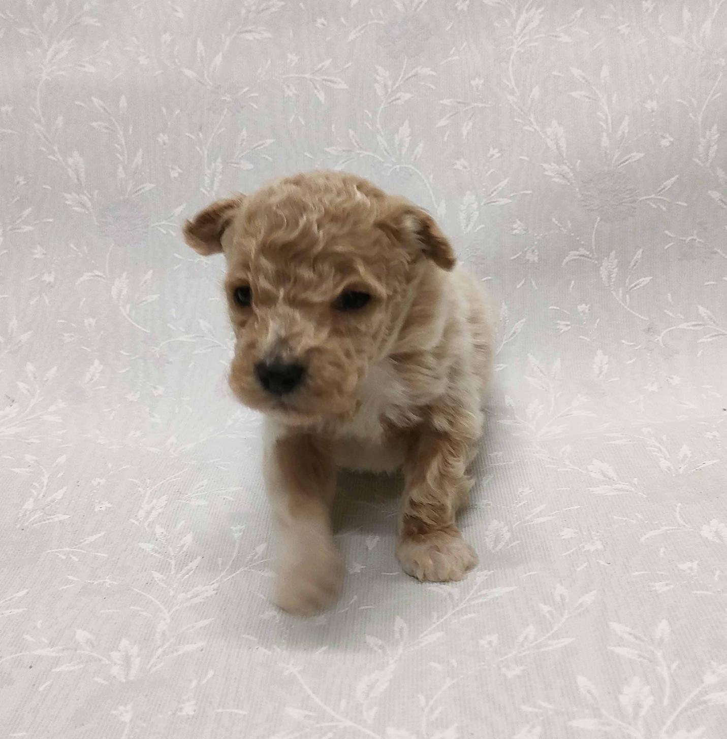 群馬県のマルプー(マルチーズ×プードル) (ペットハウステレサ/2026年1月23日生まれ/男の子/クリーム)の子犬の2枚目の画像