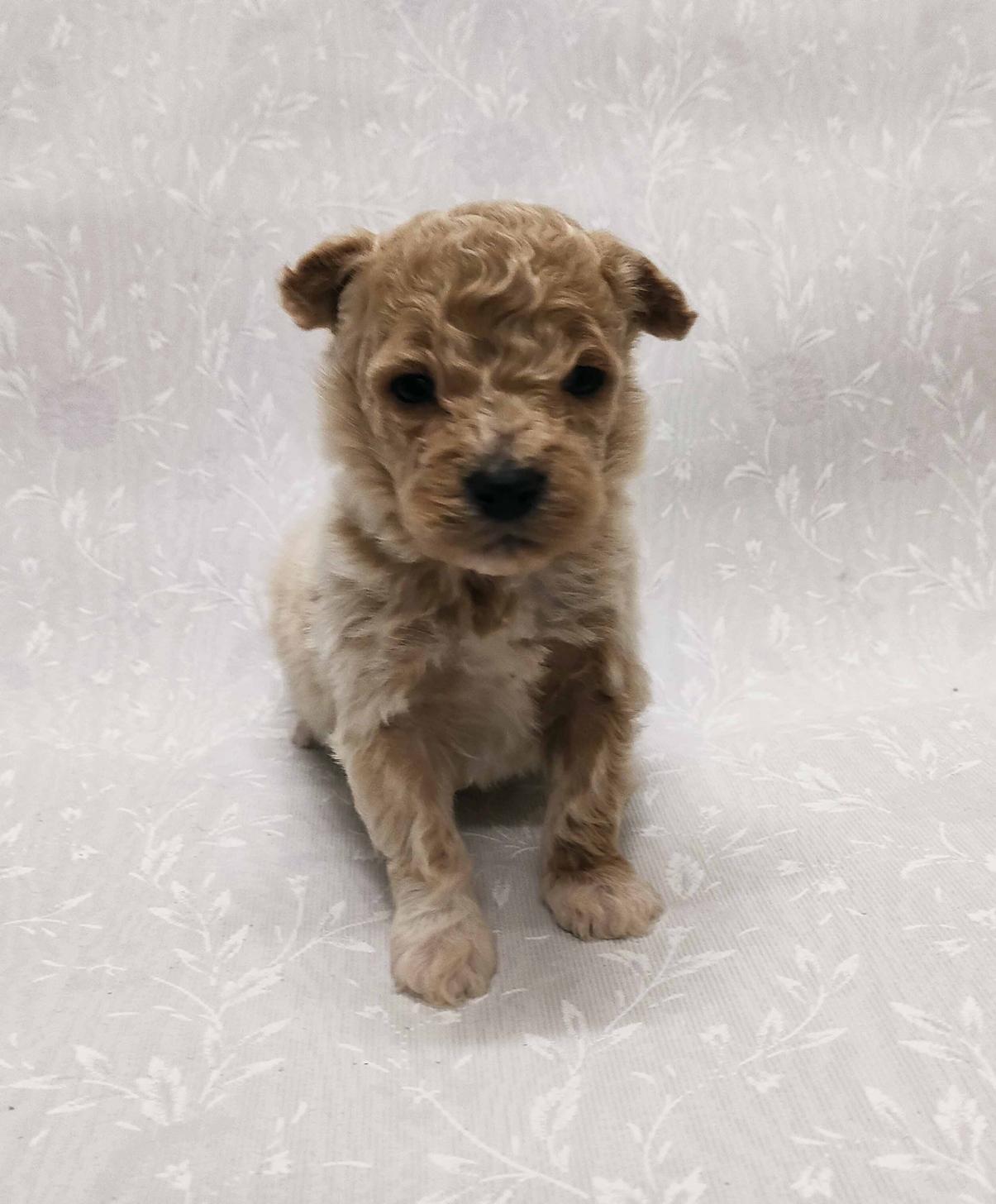 群馬県のマルプー(マルチーズ×プードル) (ペットハウステレサ/2026年1月23日生まれ/男の子/クリーム)の子犬の4枚目の画像