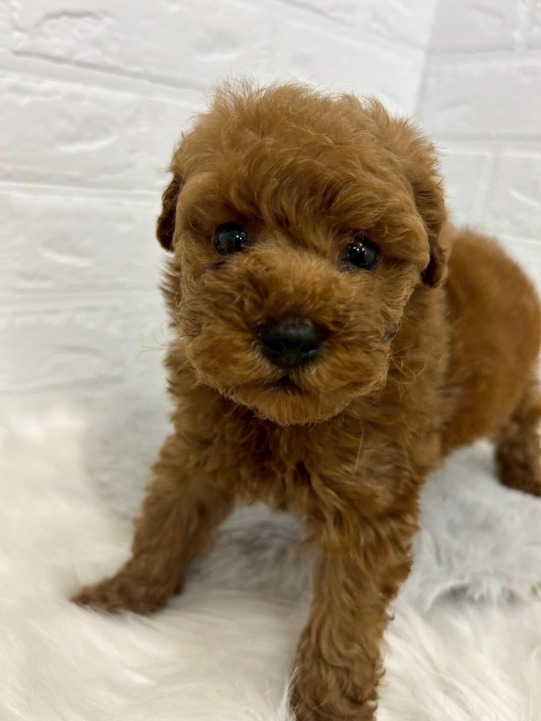 東京都のトイプードル(タイニー) (ペットショップcoco東京港区店/2026年1月13日生まれ/男の子/レッド)の子犬