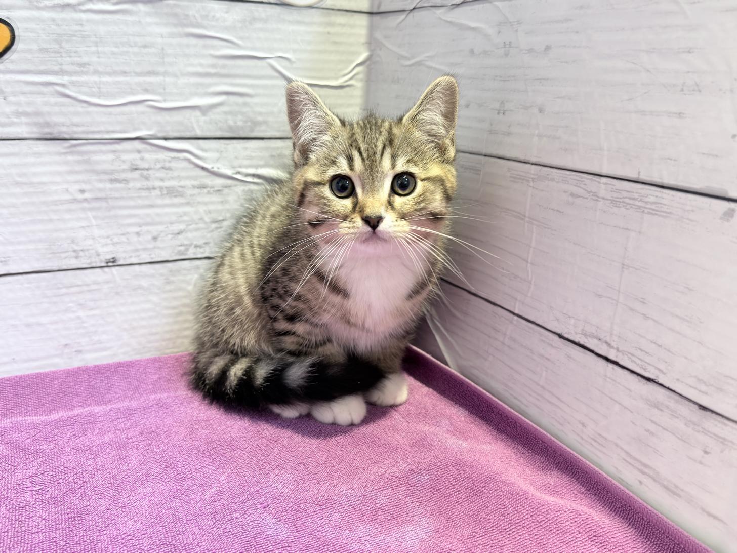 北海道のハーフ猫・ミックス猫 (ペットフェイス大谷地店/2026年1月20日生まれ/男の子/ブラウンタビー)の子猫の1枚目の画像