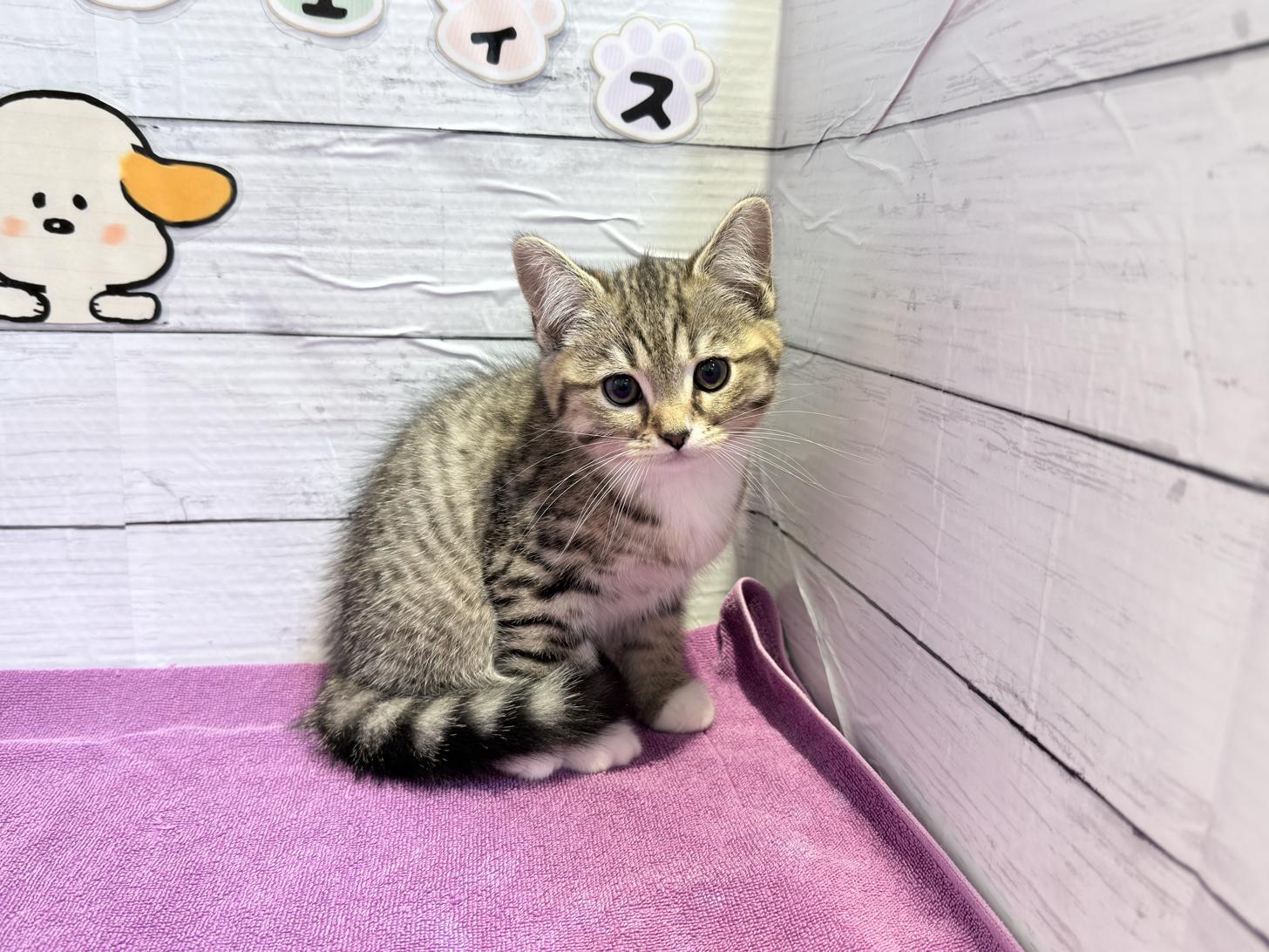 北海道のハーフ猫・ミックス猫 (ペットフェイス大谷地店/2026年1月20日生まれ/男の子/ブラウンタビー)の子猫の2枚目の画像