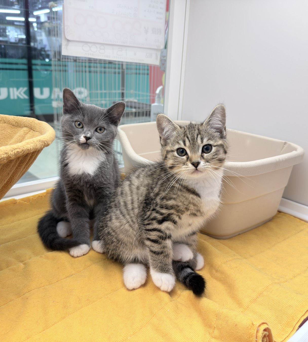 北海道のハーフ猫・ミックス猫 (ペットフェイス大谷地店/2026年1月20日生まれ/男の子/ブラウンタビー)の子猫の3枚目の画像