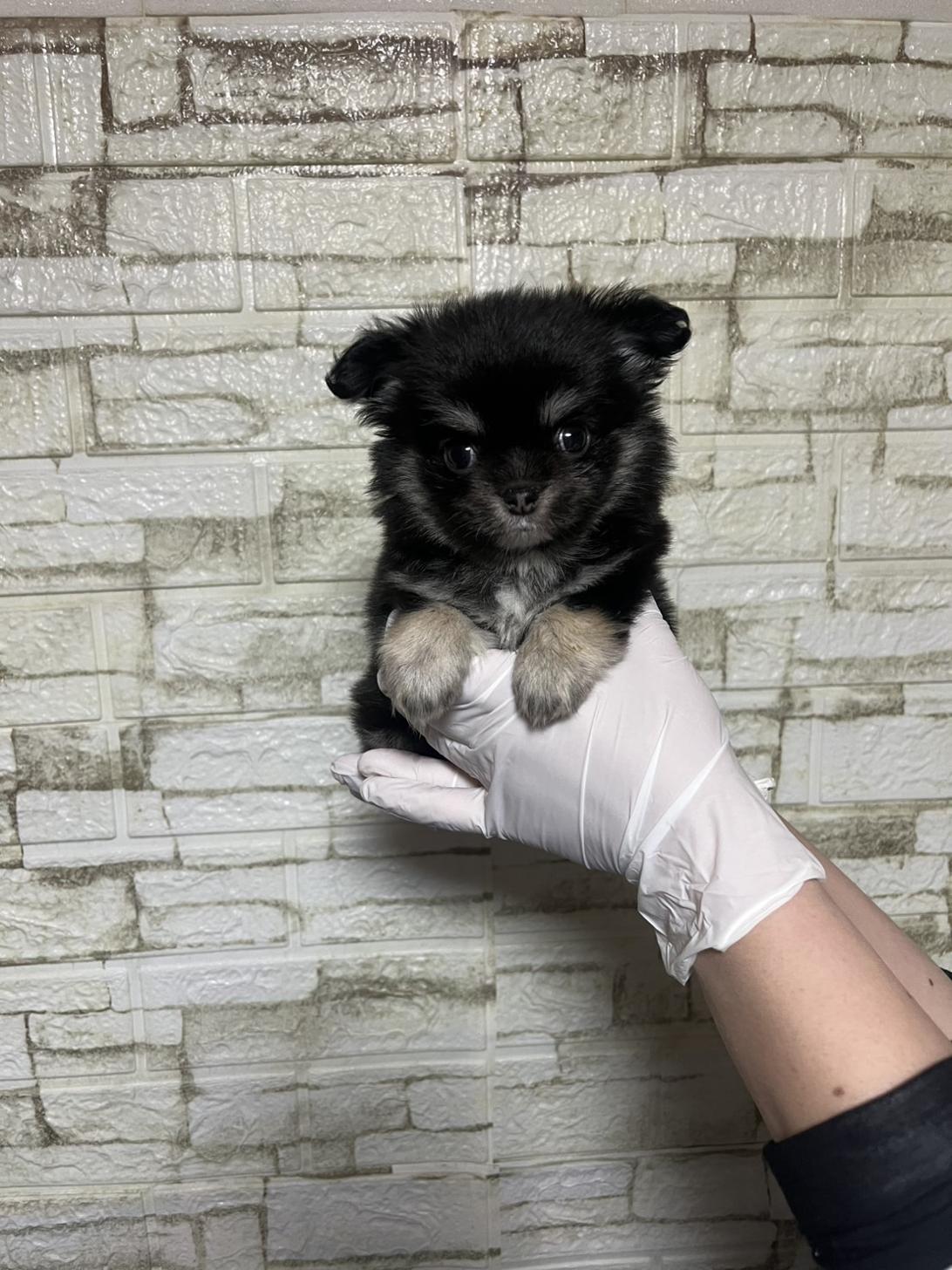 埼玉県のチワワ(ロング) (ペッツスマイル南中野店/2026年1月13日生まれ/男の子/ブラックタン)の子犬の1枚目の画像