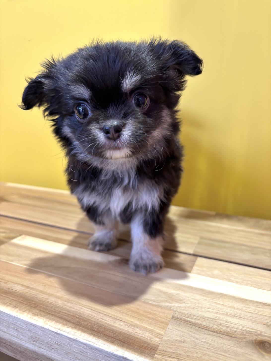 埼玉県のチワワ(ロング) (ペッツスマイル南中野店/2026年1月13日生まれ/男の子/ブラックタン)の子犬の1枚目の画像