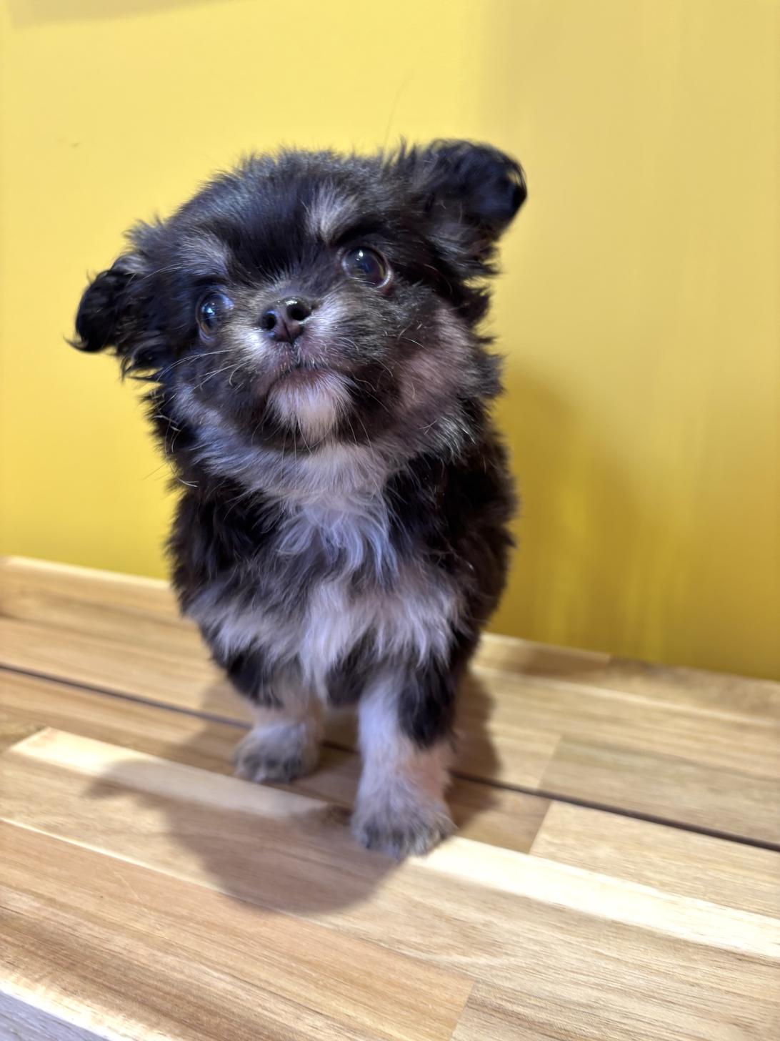 埼玉県のチワワ(ロング) (ペッツスマイル南中野店/2026年1月13日生まれ/男の子/ブラックタン)の子犬の2枚目の画像