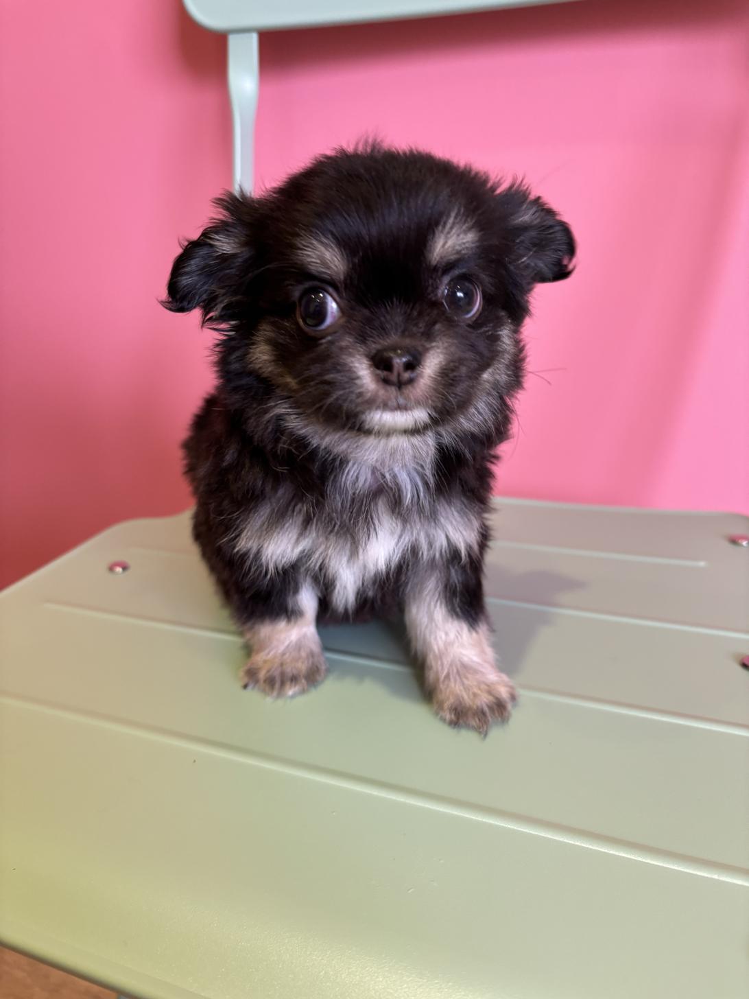 埼玉県のチワワ(ロング) (ペッツスマイル南中野店/2026年1月13日生まれ/男の子/ブラックタン)の子犬の3枚目の画像