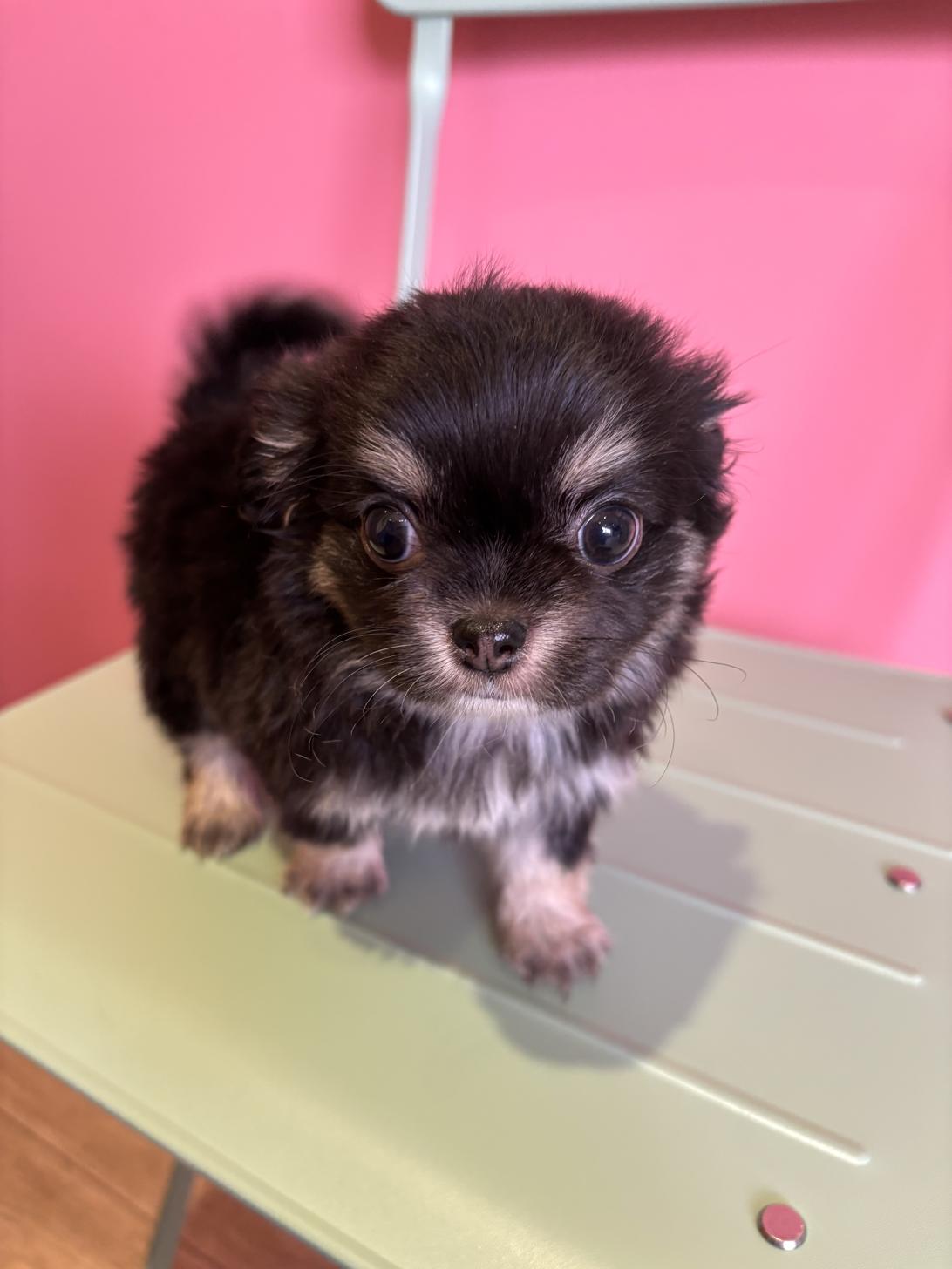 埼玉県のチワワ(ロング) (ペッツスマイル南中野店/2026年1月13日生まれ/男の子/ブラックタン)の子犬の4枚目の画像