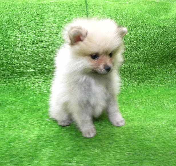 群馬県のポメラニアン (ペットハウステレサ/2025年11月21日生まれ/女の子/クリームセーブル)の子犬の1枚目の画像