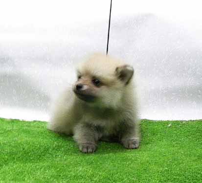 群馬県のポメラニアン (ペットハウステレサ/2025年11月21日生まれ/女の子/クリームセーブル)の子犬の1枚目の画像