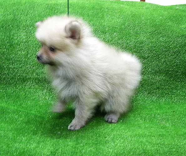 群馬県のポメラニアン (ペットハウステレサ/2025年11月21日生まれ/女の子/クリームセーブル)の子犬の2枚目の画像