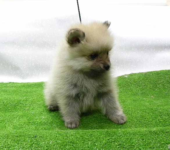 群馬県のポメラニアン (ペットハウステレサ/2025年11月21日生まれ/女の子/クリームセーブル)の子犬の2枚目の画像