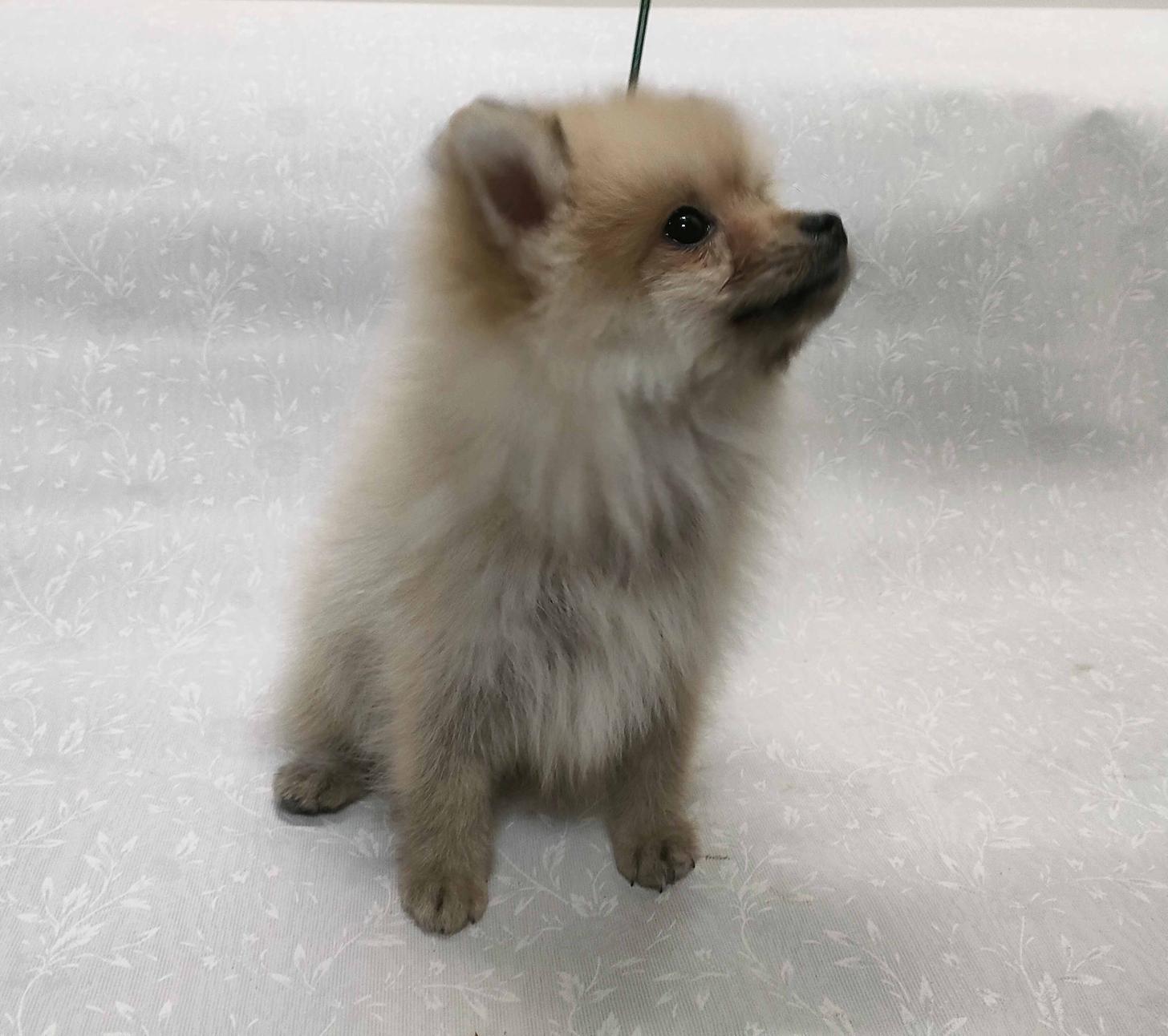 群馬県のポメラニアン (ペットハウステレサ/2025年11月21日生まれ/女の子/クリームセーブル)の子犬の3枚目の画像