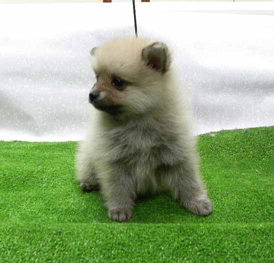 群馬県のポメラニアン (ペットハウステレサ/2025年11月21日生まれ/女の子/クリームセーブル)の子犬の3枚目の画像
