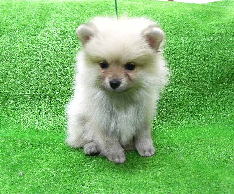 群馬県のポメラニアン (ペットハウステレサ/2025年11月21日生まれ/女の子/クリームセーブル)の子犬の3枚目の画像
