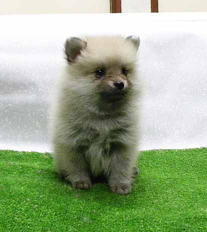 群馬県のポメラニアン (ペットハウステレサ/2025年11月21日生まれ/女の子/クリームセーブル)の子犬の4枚目の画像