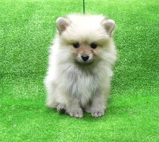 群馬県のポメラニアン (ペットハウステレサ/2025年11月21日生まれ/女の子/クリームセーブル)の子犬の4枚目の画像