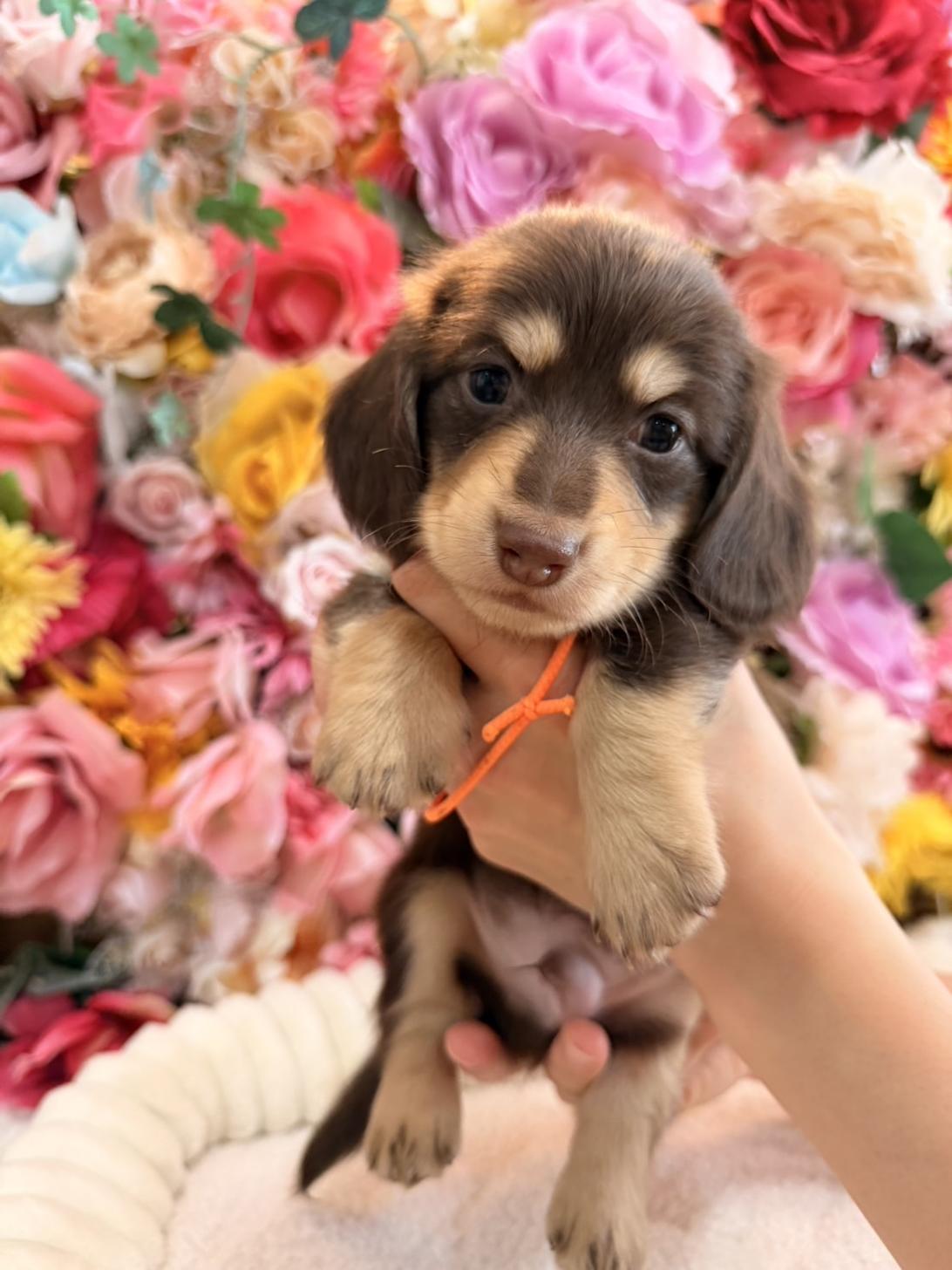 福岡県のミニチュアダックスフンド(ロング) (スタードッグス大牟田店/2026年1月20日生まれ/男の子/チョコレートイエロー)の子犬の1枚目の画像