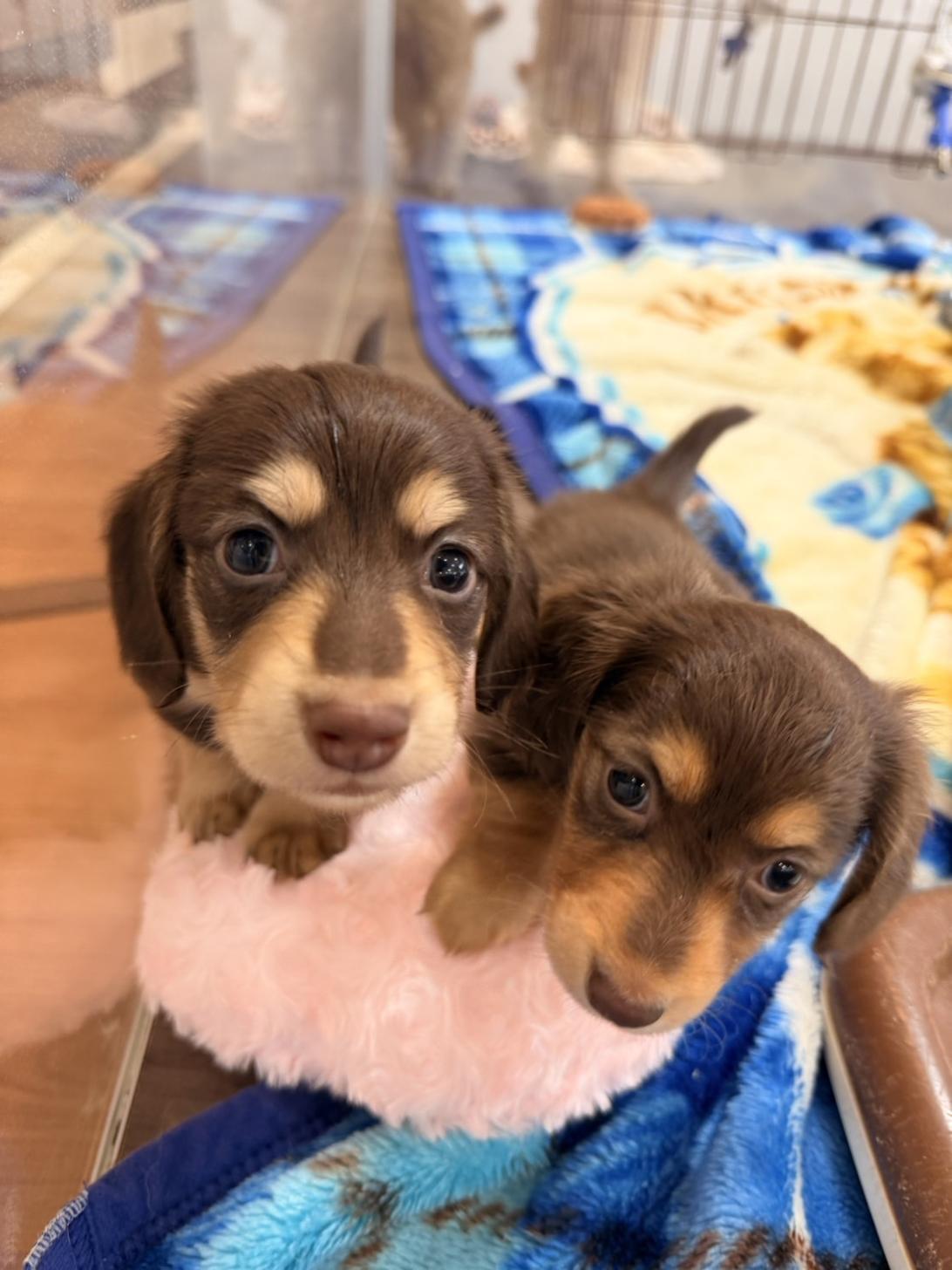 福岡県のミニチュアダックスフンド(ロング) (スタードッグス大牟田店/2026年1月20日生まれ/男の子/チョコレートイエロー)の子犬の2枚目の画像