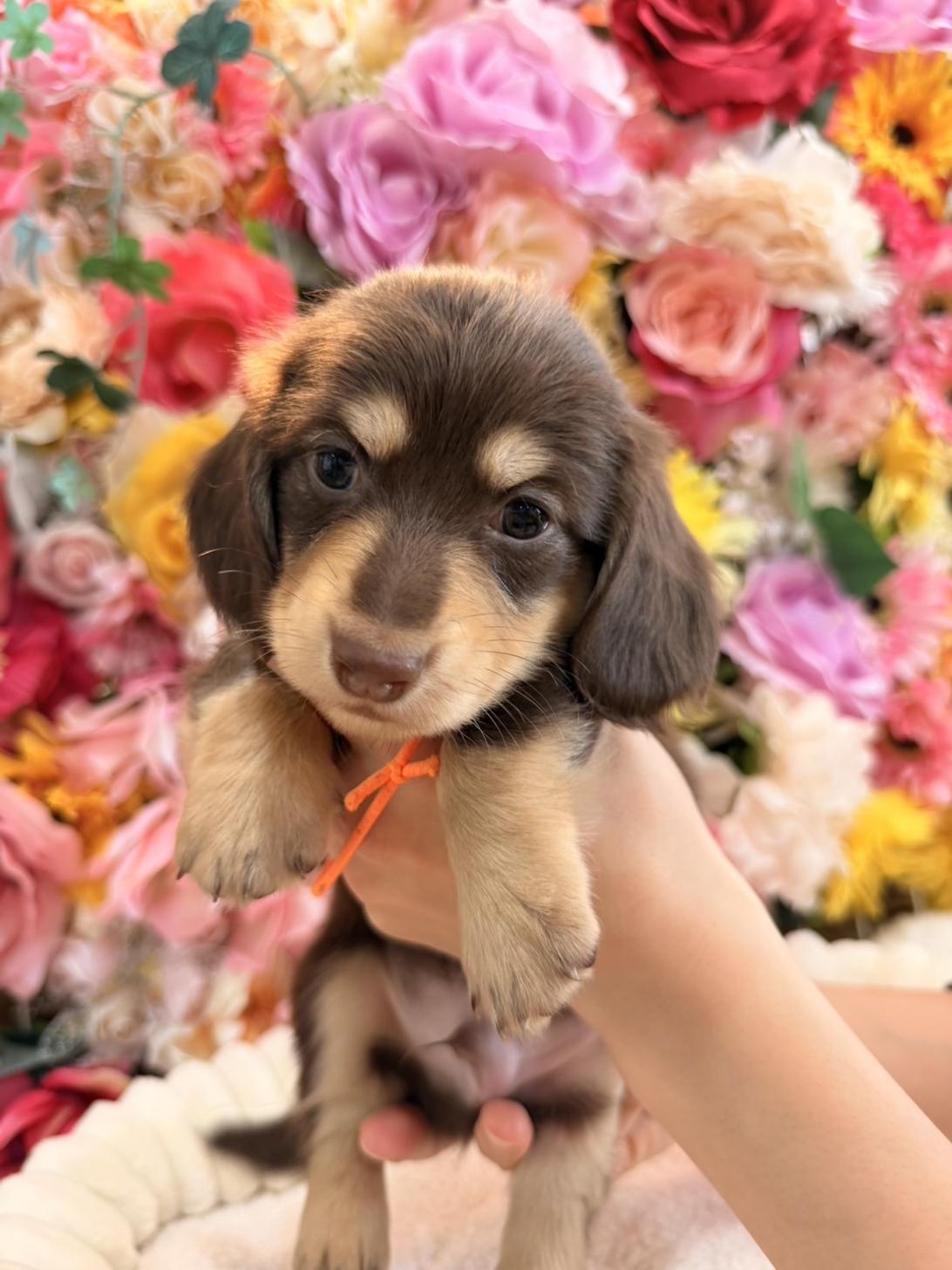 福岡県のミニチュアダックスフンド(ロング) (スタードッグス大牟田店/2026年1月20日生まれ/男の子/チョコレートイエロー)の子犬の3枚目の画像