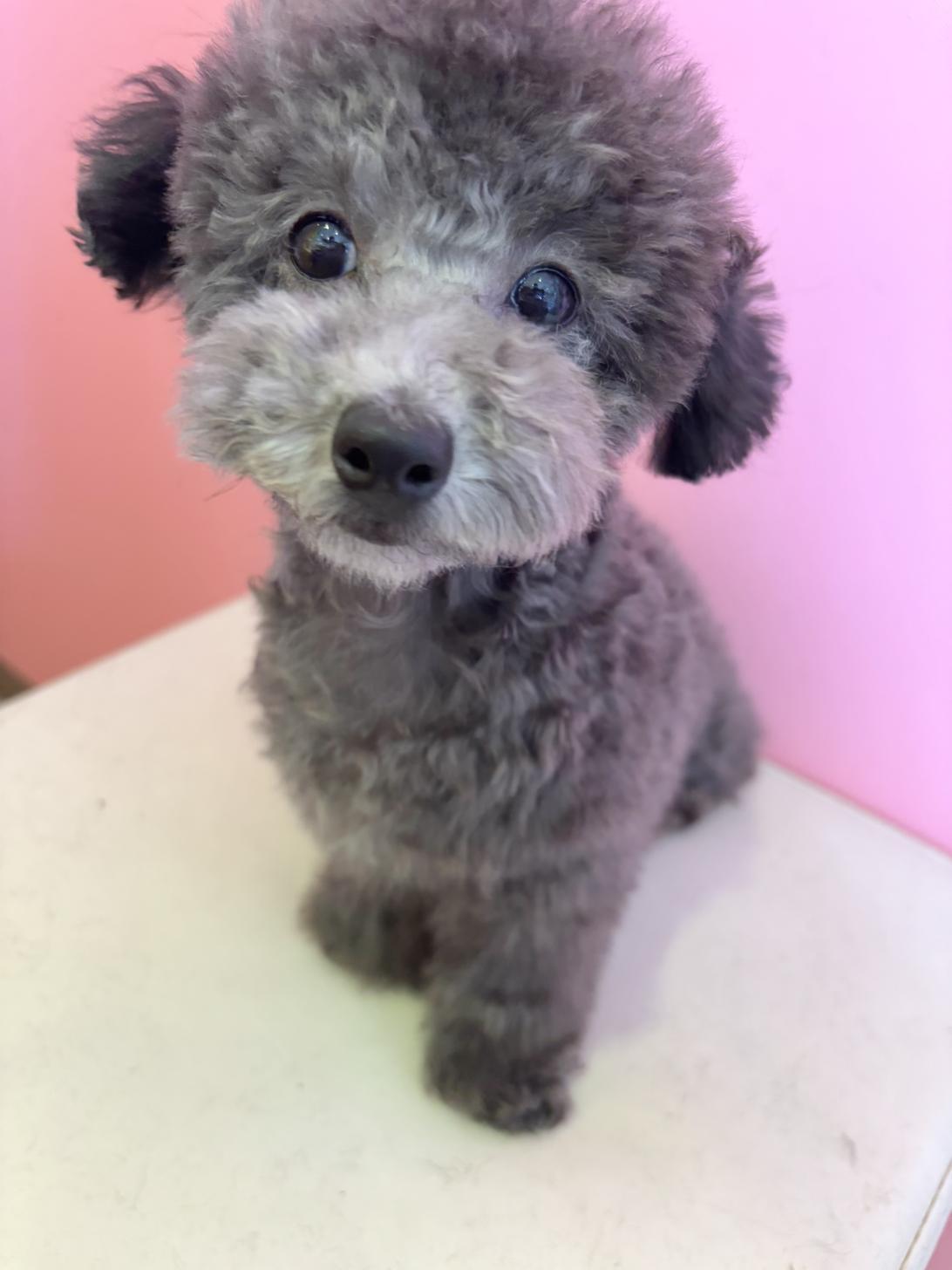 埼玉県のトイプードル(トイ) (ペッツスマイル南中野店/2025年8月12日生まれ/男の子/シルバー)の子犬の1枚目の画像