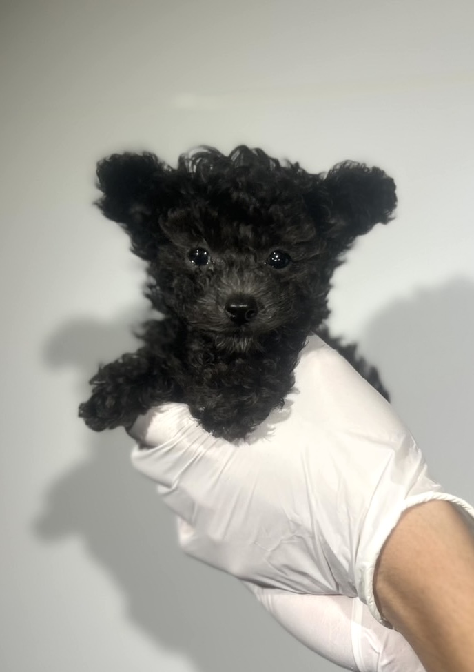 埼玉県のトイプードル(トイ) (ペッツスマイル南中野店/2025年8月12日生まれ/男の子/シルバー)の子犬の1枚目の画像