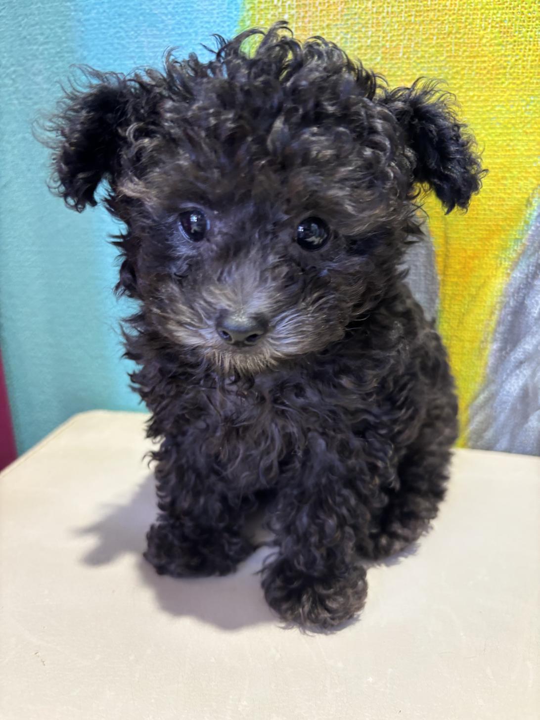 埼玉県のトイプードル(トイ) (ペッツスマイル南中野店/2025年8月12日生まれ/男の子/シルバー)の子犬の1枚目の画像