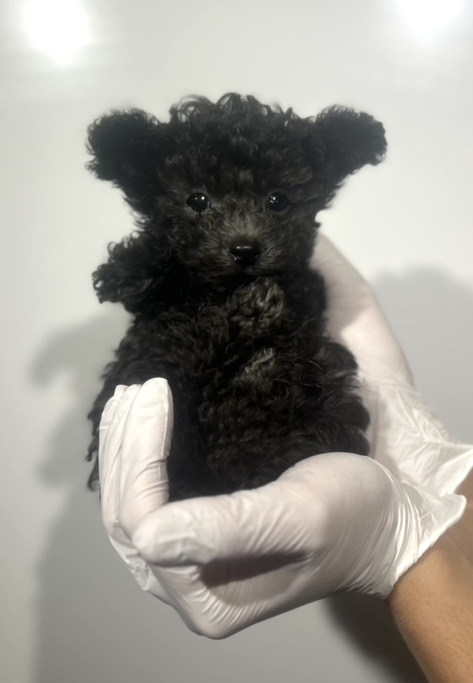埼玉県のトイプードル(トイ) (ペッツスマイル南中野店/2025年8月12日生まれ/男の子/シルバー)の子犬の2枚目の画像
