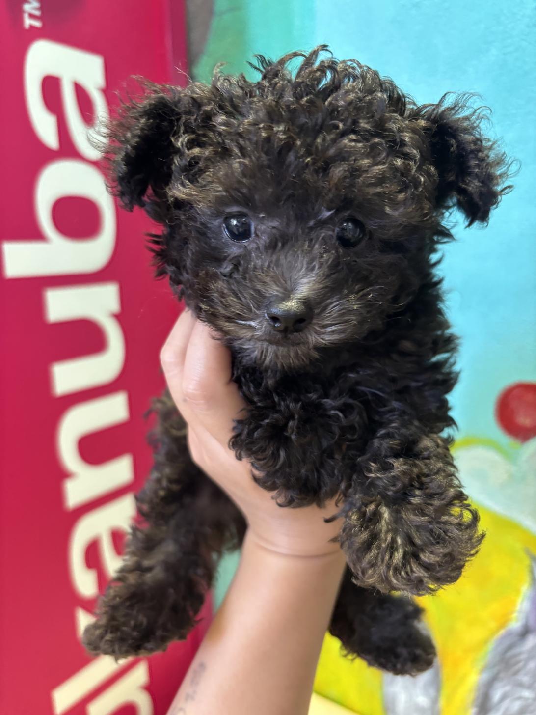 埼玉県のトイプードル(トイ) (ペッツスマイル南中野店/2025年8月12日生まれ/男の子/シルバー)の子犬の2枚目の画像