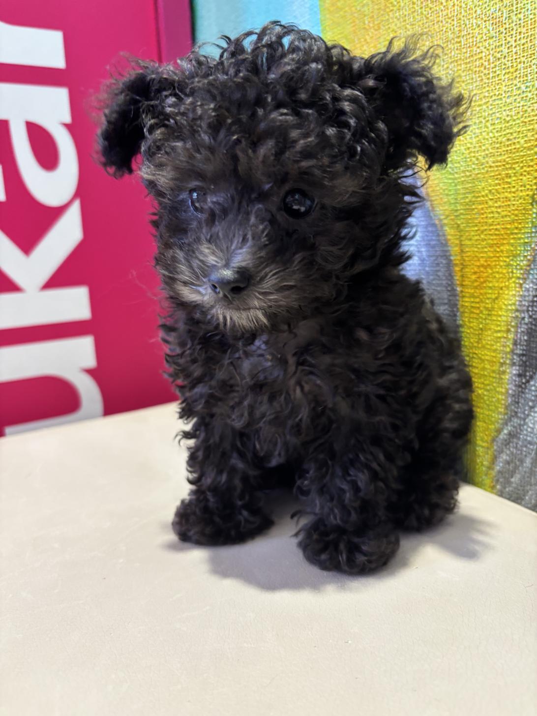 埼玉県のトイプードル(トイ) (ペッツスマイル南中野店/2025年8月12日生まれ/男の子/シルバー)の子犬の3枚目の画像