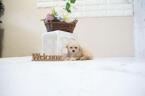 滋賀県のトイプードル(タイニー) (いっぷく湖南店/2026年1月5日生まれ/男の子/ペールフォーン)の子犬の1枚目の画像