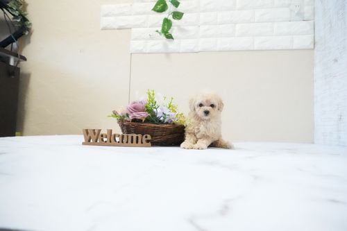 滋賀県のトイプードル(タイニー) (いっぷく湖南店/2026年1月5日生まれ/男の子/ペールフォーン)の子犬の2枚目の画像