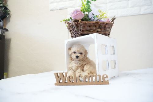 滋賀県のトイプードル(タイニー) (いっぷく湖南店/2026年1月5日生まれ/男の子/ペールフォーン)の子犬の4枚目の画像