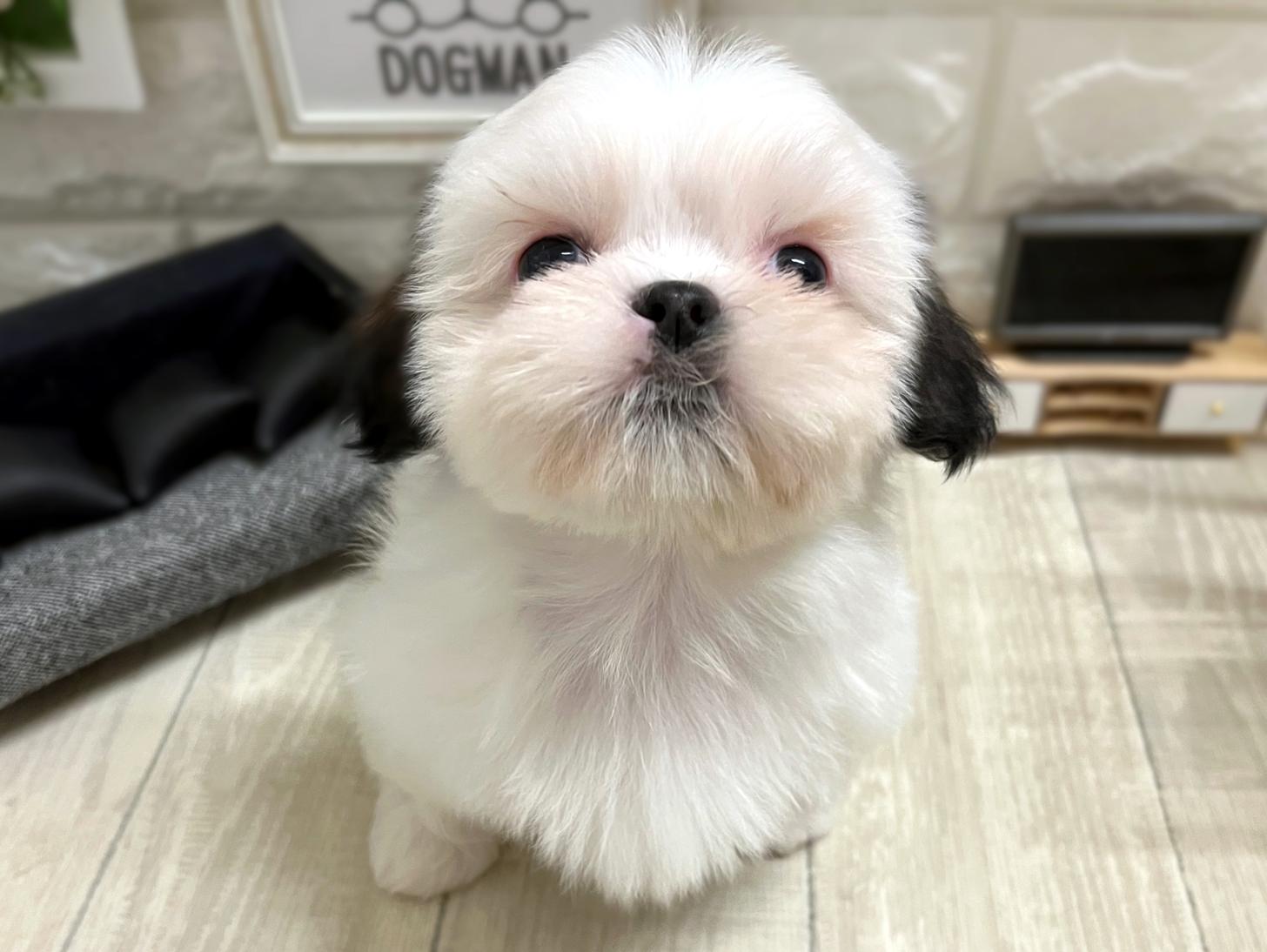 和歌山県のシーズー (DOGMAN和歌山店/2025年11月10日生まれ/女の子/ホワイトゴールド)の子犬の1枚目の画像