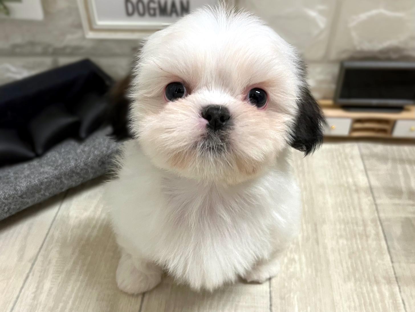 和歌山県のシーズー (DOGMAN和歌山店/2025年11月10日生まれ/女の子/ホワイトゴールド)の子犬の2枚目の画像