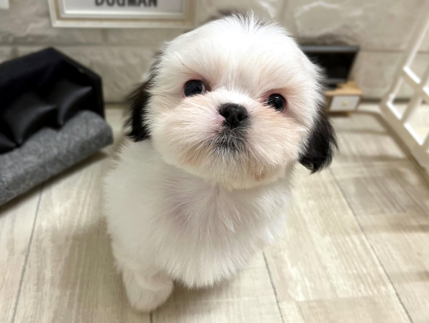 和歌山県のシーズー (DOGMAN和歌山店/2025年11月10日生まれ/女の子/ホワイトゴールド)の子犬の3枚目の画像