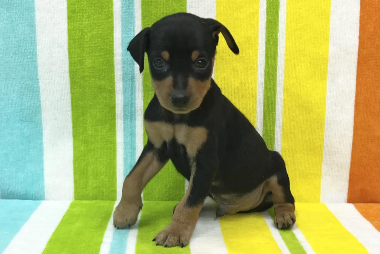 愛知県のミニチュアピンシャー (ハピースペット一宮三条アミーゴ店/2025年12月7日生まれ/男の子/ブラックタン)の子犬の1枚目の画像