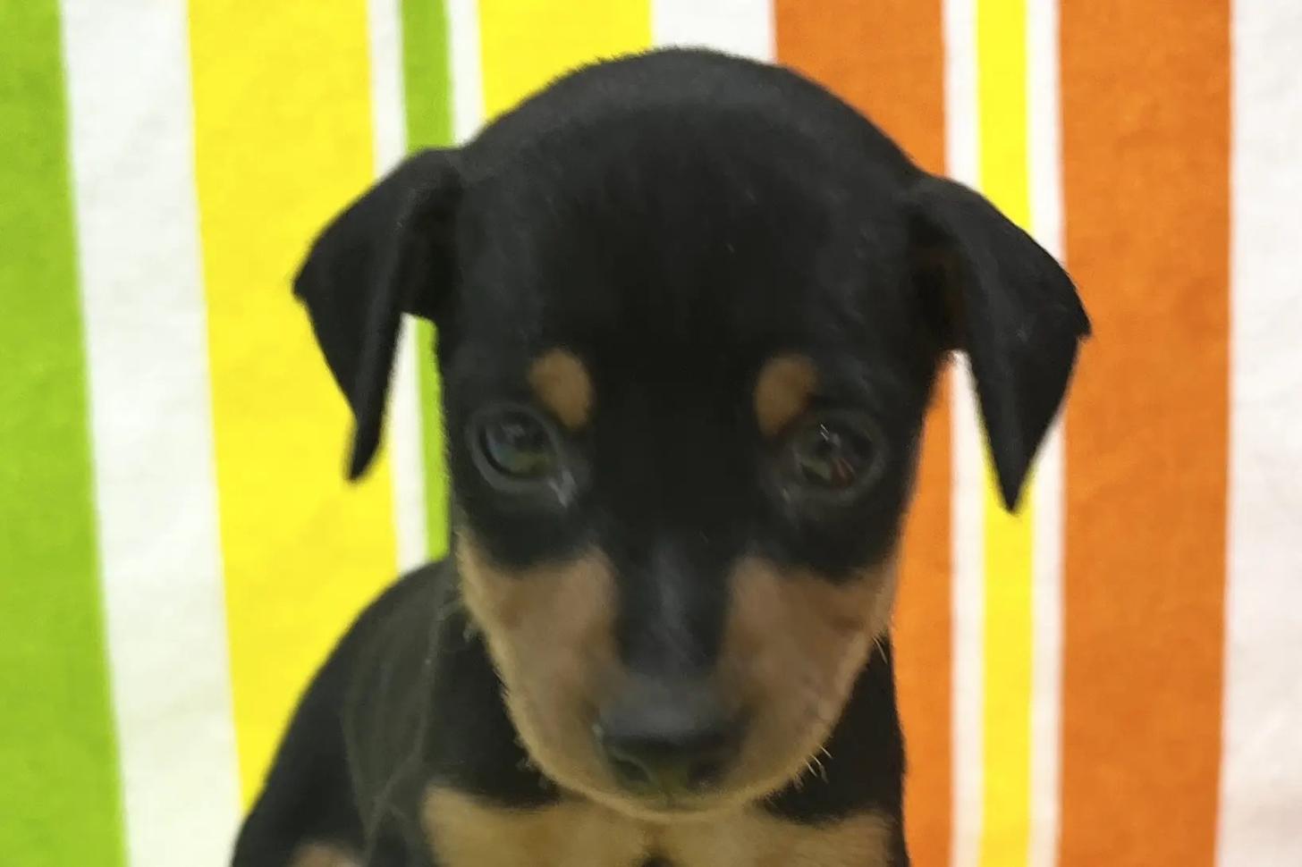 愛知県のミニチュアピンシャー (ハピースペット一宮三条アミーゴ店/2025年12月7日生まれ/男の子/ブラックタン)の子犬の2枚目の画像