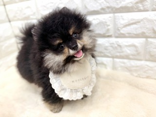 神奈川県のポメラニアン (ペッツコンシェル鶴見元宮店/2026年6月24日生まれ/男の子/ブラックタン)の子犬の2枚目の画像